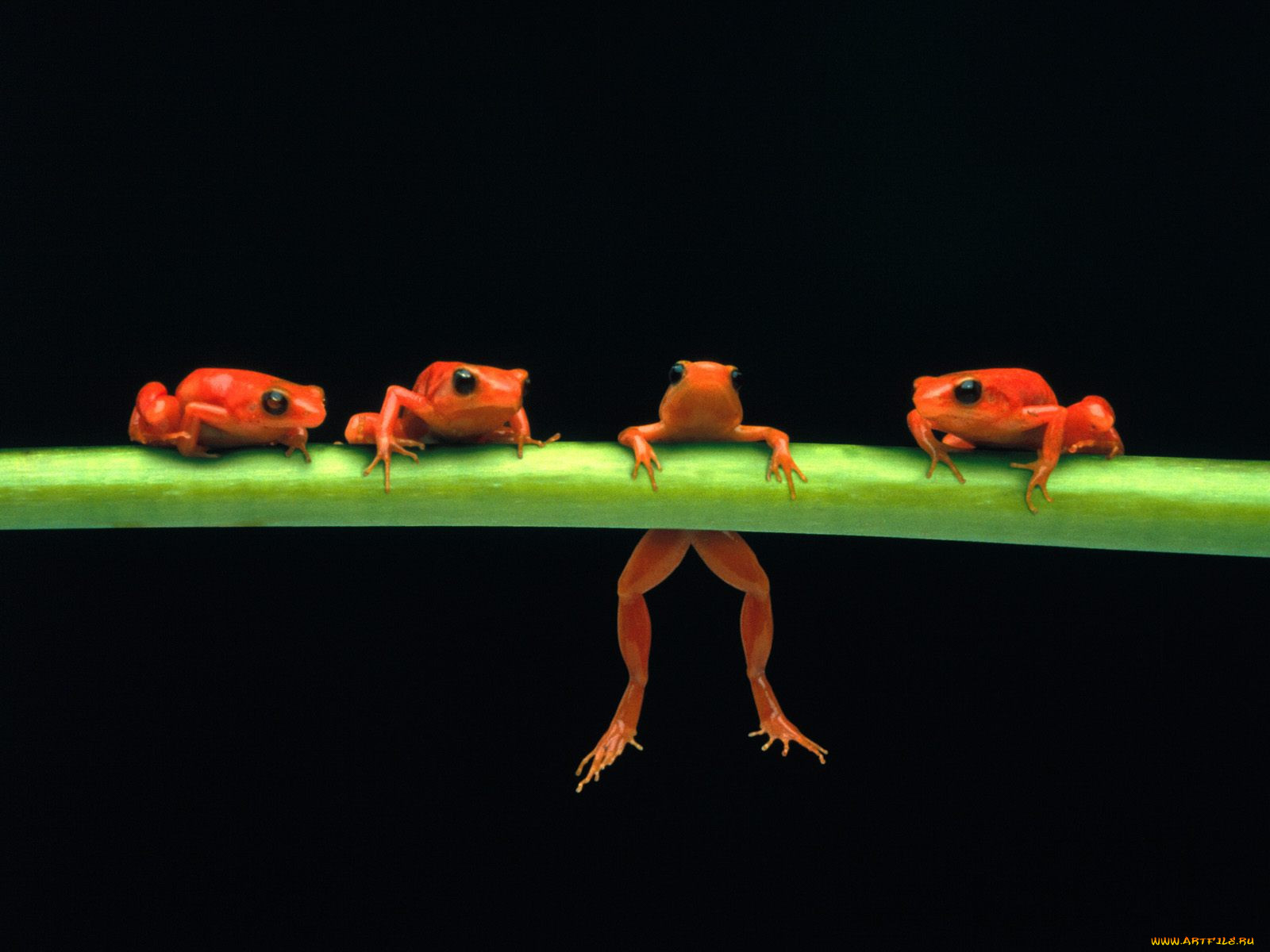 hang, in, there, red, tree, frogs, , 